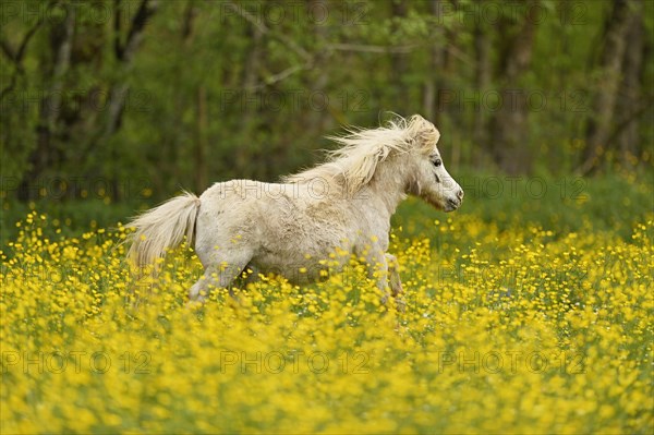 Icelandic horse