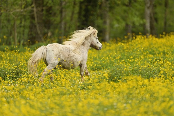 Icelandic horse