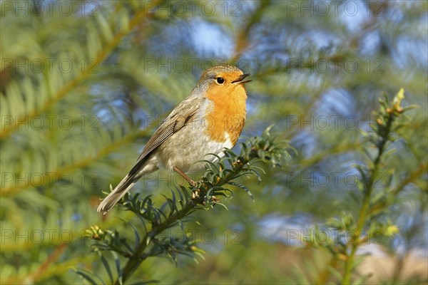 European robin