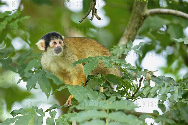 Black-capped squirrel monkey