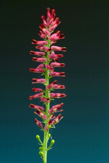 Medicinal plant Common fumitory