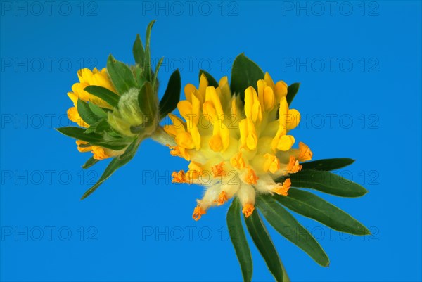 Common kidney vetch