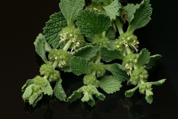 White horehound