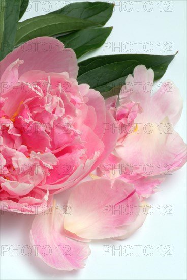 European peony