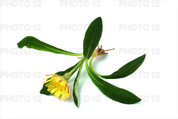 Lesser hawkweed