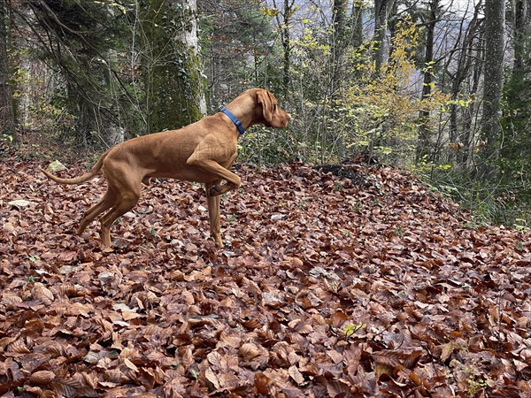 Vizsla