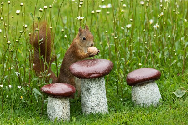 Squirrel holding nut in hands next to granite mushrooms standing in green grass and white flowers seen right