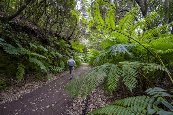 Hikers on a trail through the forest with ferns