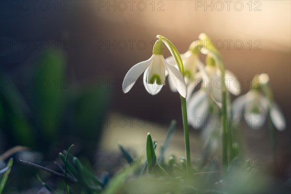 Spring snowdrop macro with backlight