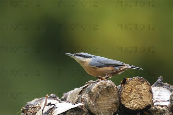 European nuthatch