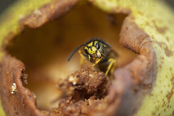 Common wasp