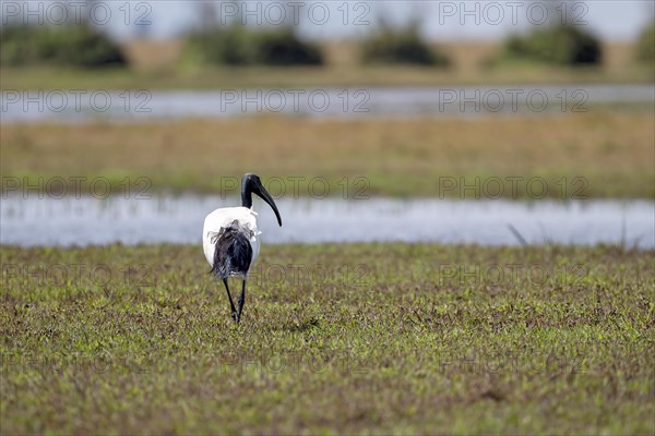 African sacred ibis