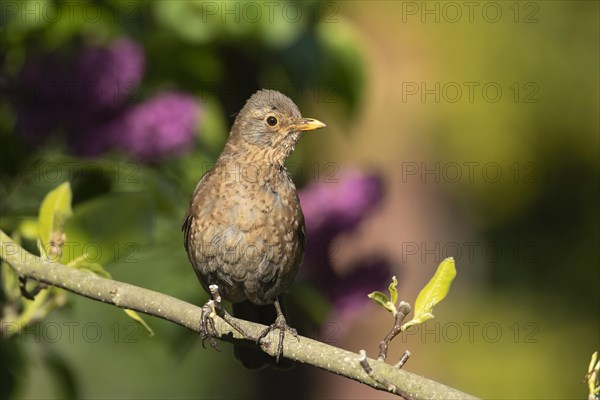 European blackbird