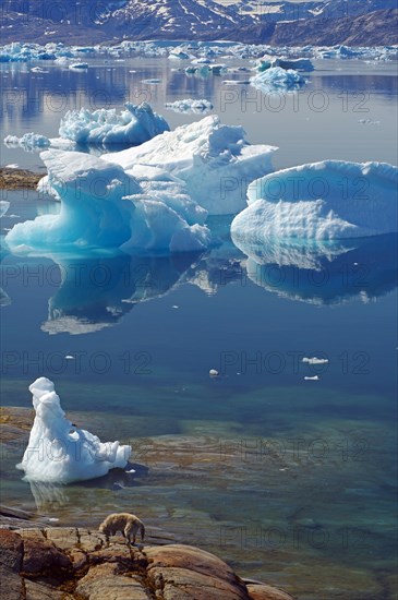 Icebergs reflected in a fjord