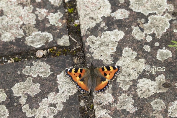 Small tortoiseshell