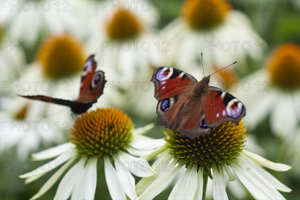 Peacock butterfly