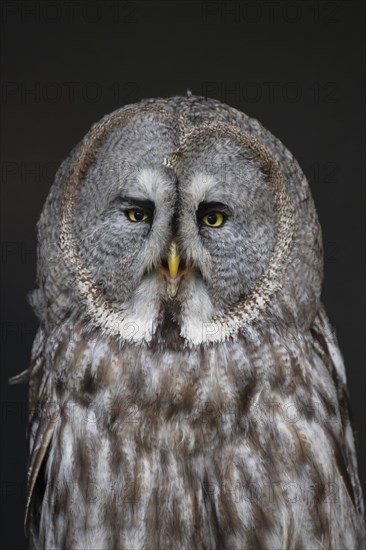 Great grey owl