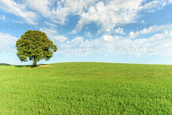 Lone basswood tree on a hill in the landscape. Jura