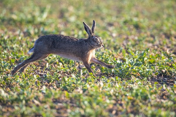 Brown hare