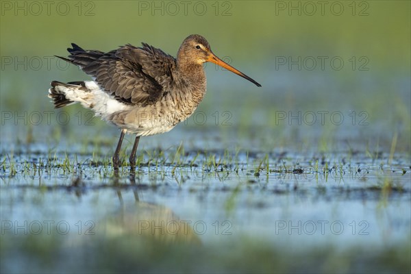 Black-tailed Godwit