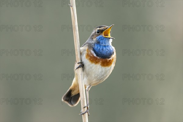 Mating bluethroat