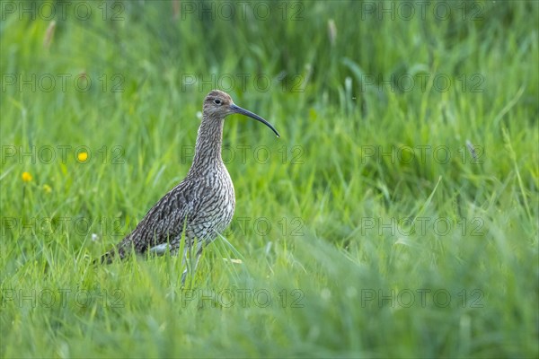 Eurasian curlew