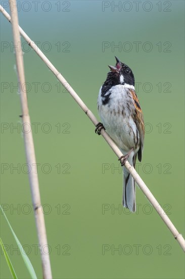 Singing Reed Bunting