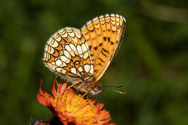 Valerian fritillary