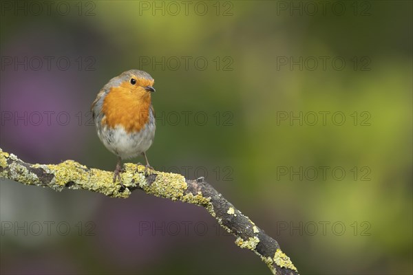 European robin