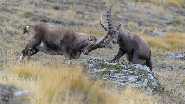 Alpine ibex