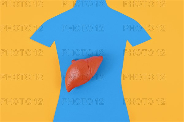 Liver organ model on blue person shaped silhouette