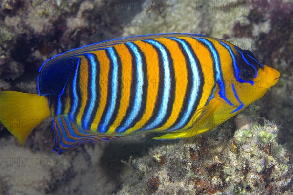 Royal angelfish