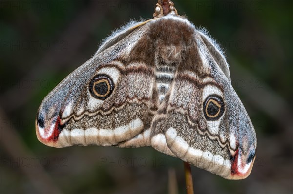 Female small emperor moth