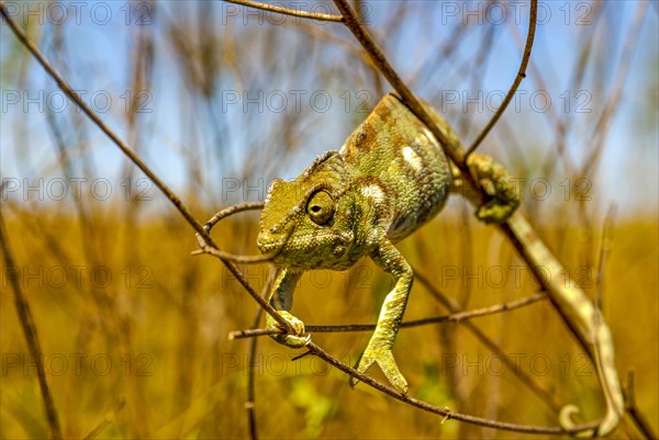 Panther chameleon