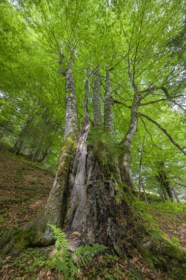 Five-beech with heavily weathered trunk