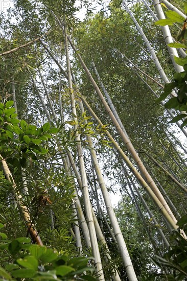 Bamboo trunks in the Arashiyama bamboo forest in Kyoto