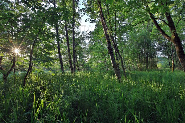 Alluvial forest in May at sunrise