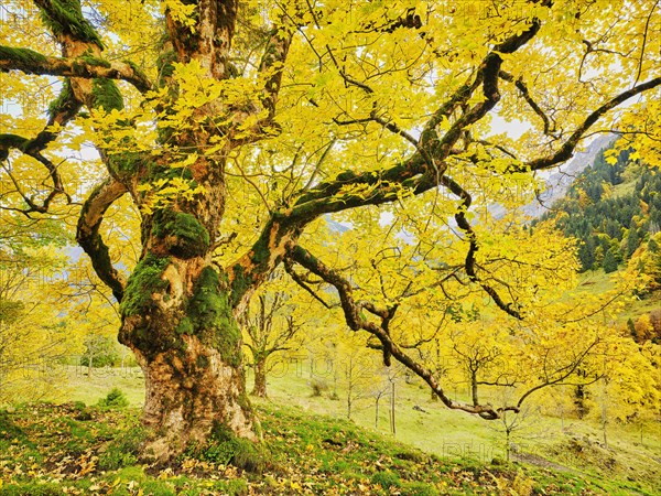 Old sycamore maple