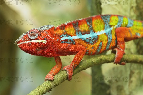 Panther chameleon