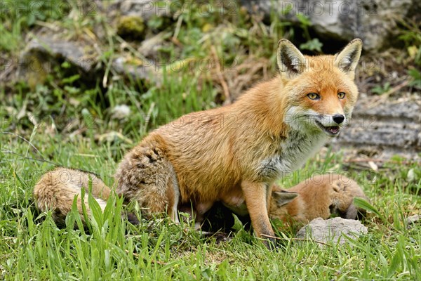 A red fox