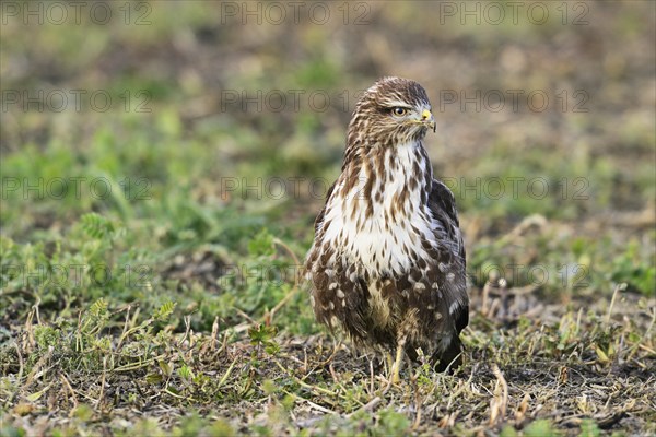 Common steppe buzzard