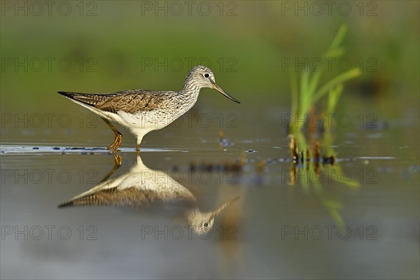 Common greenshank