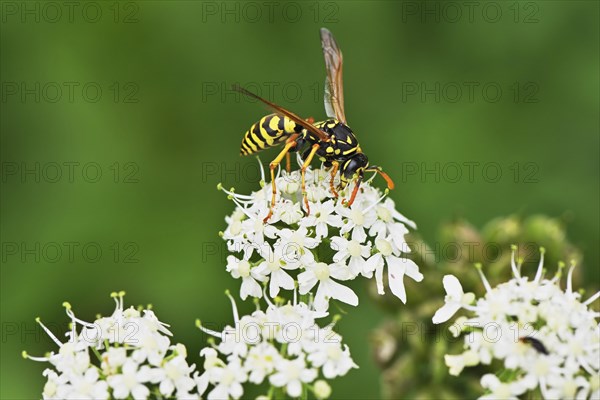 Field wasp