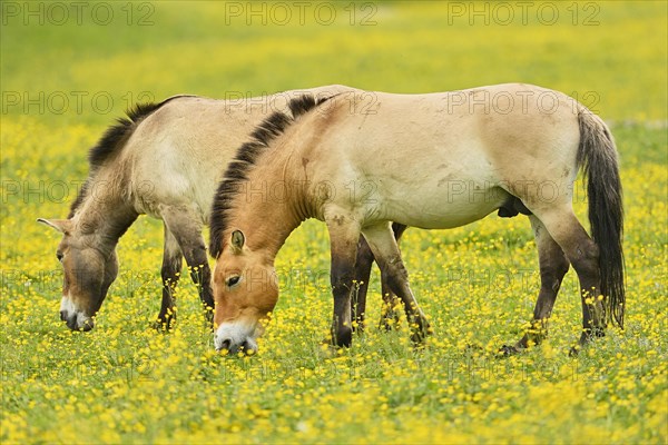 Two przewalski's horse