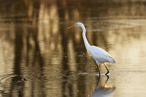 Great egret