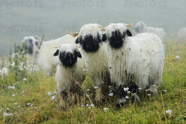 Valais black-nosed domestic sheep