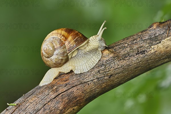 Burgundy snail