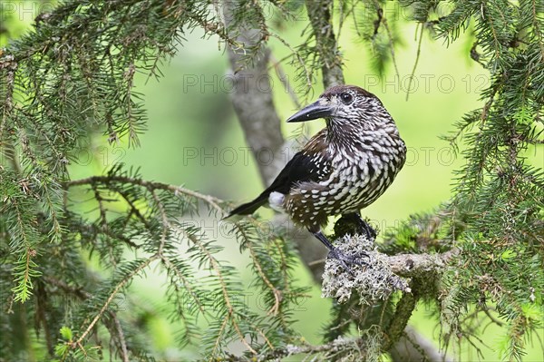 Spotted nutcracker