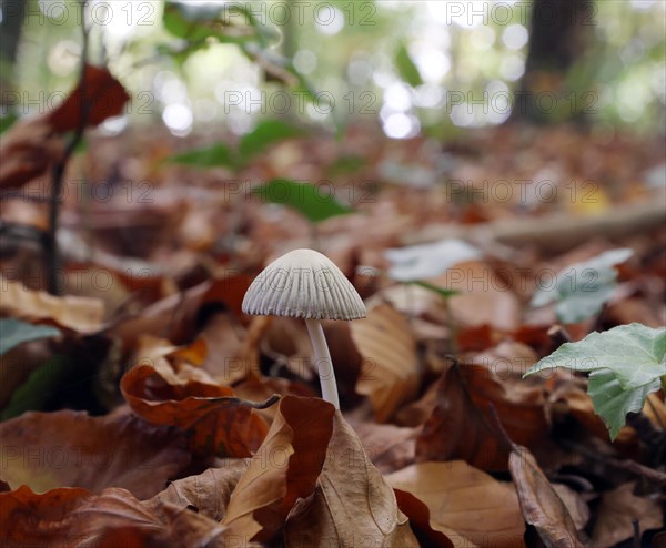 Small mushroom protruding from the carpet of leaves in a deciduous forest