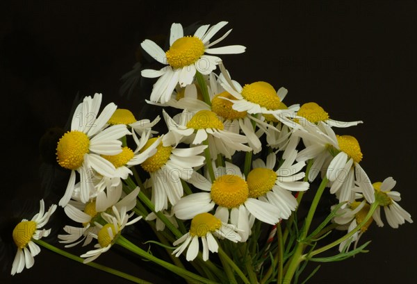 Medicinal plant Chamomile